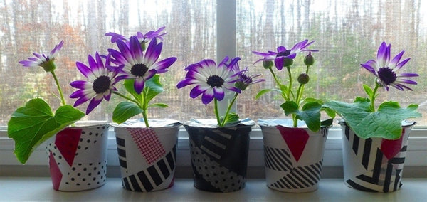 chậu hoa băng dính