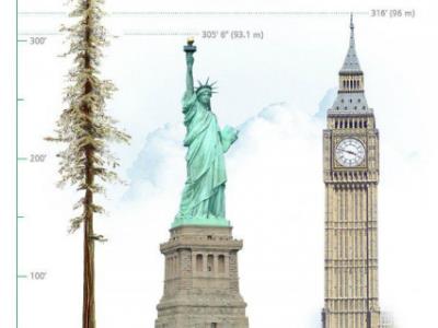 Dùng băng dính đo chiều cao cây cổ thụ